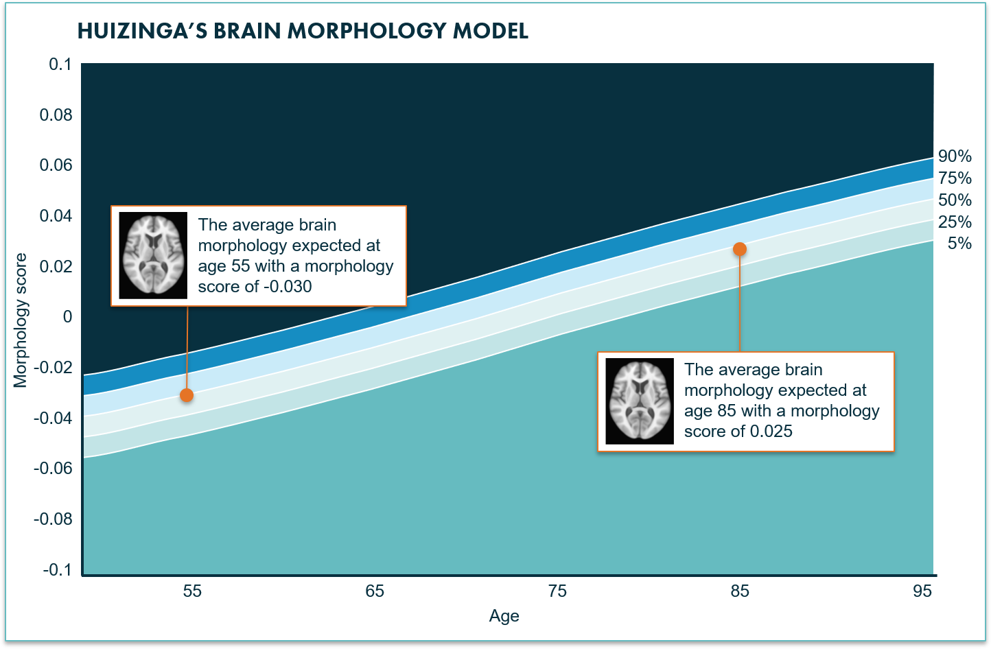 schematic example of Huizinga's brain morphology model and its score distribution for the aging brain