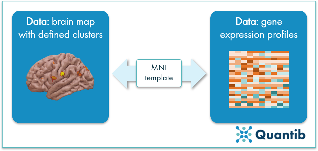 schematic overview of how MRI brain scans with voxel clusters link to gene expression